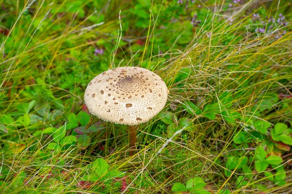 Yaz Fotoğrafı Mantar Mantar Mantarı Genellikle Toprağın Üstünde Besin Kaynağında — Stok fotoğraf