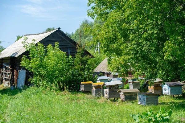 Apiary Beekeeping Location Hives Place Bees Kept Collection Beehives — Foto de Stock