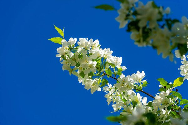 The apple blossom is a truly intoxicating sight of nature with thousands of pink and white flowers. a spectacle of awakening nature that strikes anew every year.