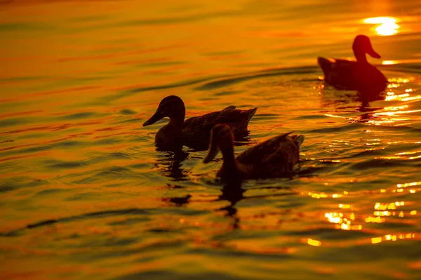 Wild Mallard Ducks Sunset Frisky Ducks Feed Water Lean Forward — Stock Photo, Image