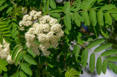 Rowan blossoms. Each flower is creamy white, 5-10 mm in diameter, with five petals. Rowan is hermaphrodite, each flower has both male and female reproductive parts.
