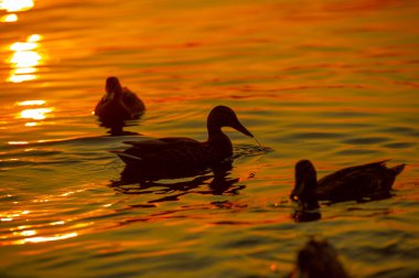 Wild mallard ducks at sunset. 