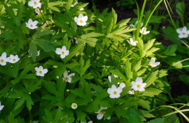 Anemonoides nemorosa woody anemone is an early spring flowering plant from the ranunculaceae family Ranunculaceae, anemone, thimble and fox scent.