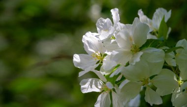Elma ağacı çiçekleri. Bahçeler sayısız beyaz ve pembe çiçeklerle süslenir. Bu çiçekler sonsuza kadar uzanan tatlı ve taze bir koku yayar..