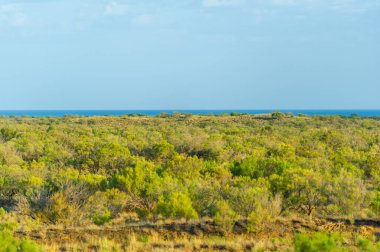 Çayır, veld, ormansız bozkır, nemli ve kurak iklim bölgesinde bitkisel hayata sahip. Çayır bitkileri kalıcı yanıklara adapte olup güçlü yeraltı yapıları geliştirirler.
