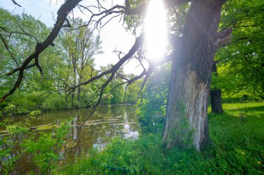 Nehir deltasında bahar fotoğrafçılığı. Avrupa kısmı. Nehrin taşkınları. Nehir ilkbaharda eriyip buz tutarken taşar..