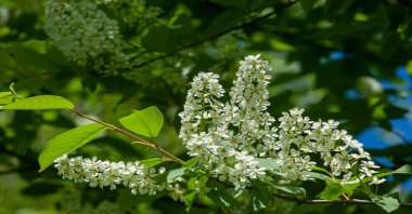 Prunus padus (