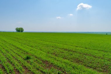  Bahar fotoğrafçılığı, güneşte yetişen taze yeşil buğday, ılıman ülkelerde yetişen en en önemli bitkidir, buğday, ekmek yapmak için toprak, vs. 