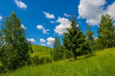 Yaz fotoğrafları, tepeler, tepeler, huş ağaçları dağların yamaçlarında yetişir. Yamaç boyunca dönen toprak bir yol, sıcak yaz günleri.