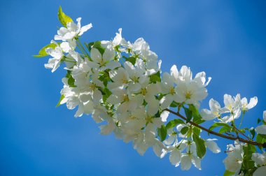 Elma ağacı çiçekleri. Bahçeler sayısız beyaz ve pembe çiçeklerle süslenir. Bu çiçekler sonsuza kadar uzanan tatlı ve taze bir koku yayar..