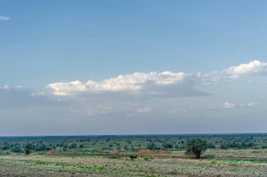 Çayır, veld, ormansız bozkır, nemli ve kurak iklim bölgesinde bitkisel hayata sahip. Çayır bitkileri kalıcı yanıklara adapte olup güçlü yeraltı yapıları geliştirirler.