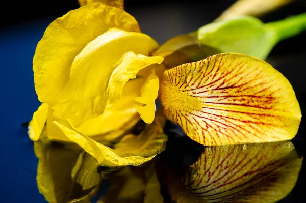 Iris Fleur Lis Flower Luce Vlajka Květina Kvete Formě Vějíře — Stock fotografie