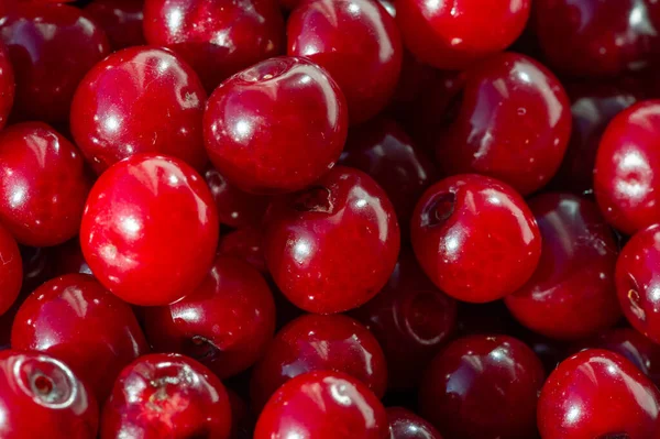 Cherries Used Make Desserts Sauces Jams Wine Many Species Grown — Zdjęcie stockowe