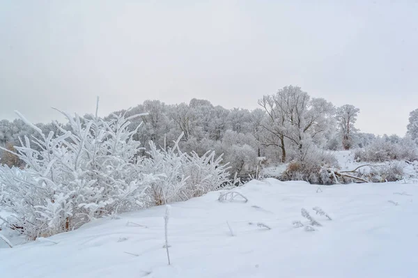 Magia Invernale Ghiaccio Del Gelo Abbellisce Gli Alberi Notte Nebbia — Foto Stock