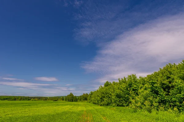 Fotografia Primavera Paisagem Com Céu Nublado Trigo Novo Com Adubos — Fotografia de Stock