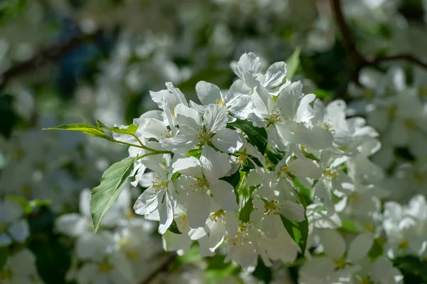 Цвіт Яблук Справді Янкий Погляд Природу Тисячами Рожевих Білих Квітів — стокове фото