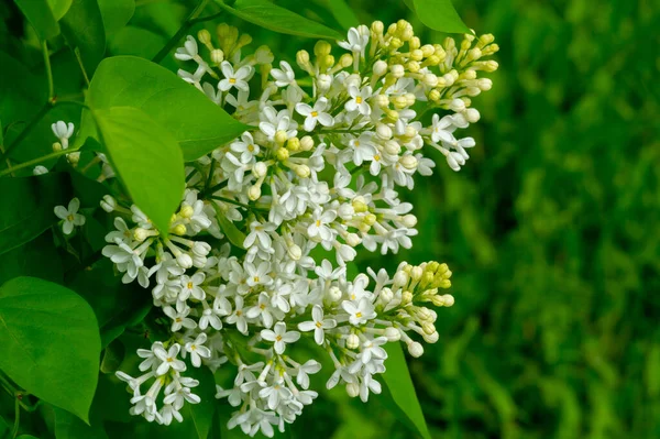 Şırınga leylağı, Oleaceae familyasından Güneydoğu Avrupa 'dan Doğu Asya' ya kadar uzanan ormanlarda ve çalılıklarda yetişen ve başka yerlerde ılıman bölgelerde yaygın olarak yetiştirilen bir çiçek ağacıdır.