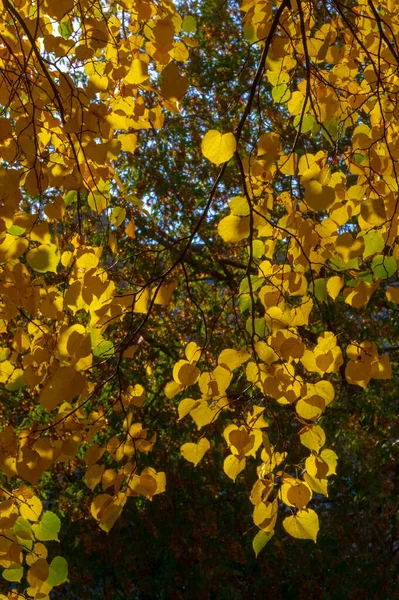 Fotografia Outono Folhas Outono Nesta Época Ano Árvores Parecem Ganhar — Fotografia de Stock