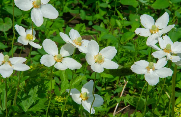 Anemonoides Nemorosa Woody Anemone Early Spring Flowering Plant Ranunculaceae Family — 스톡 사진