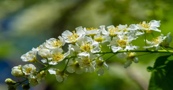 Bird Cherry Flowers Amazing Aromatic Woody Taste Spring Nectar Loving — Stock Photo, Image
