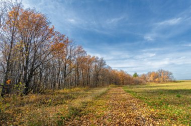 Autumn dirt roads. A canopy of golden yellow tree leaves sets off a dirt road in mid-October. The forests seem to glow with the colors of the Fall. What a wonderful time of the year!
