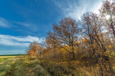 Autumn dirt roads. A canopy of golden yellow tree leaves sets off a dirt road in mid-October. The forests seem to glow with the colors of the Fall. What a wonderful time of the year!
