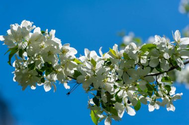 Elma çiçeği binlerce pembe ve beyaz çiçekle gerçekten sarhoş edici bir doğa görüntüsüdür. Her yıl yeniden ortaya çıkan doğanın bir gösterisi..