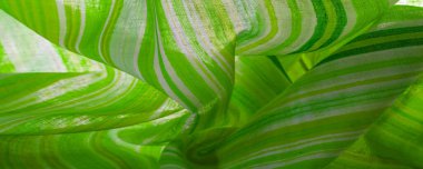 Doku, arkaplan, desen, yeşil çizgiler, pamuk kumaş, Mapudungun panço, battaniye, yün kumaş - bunlar vücudu sıcak tutmak için tasarlanmıştır..