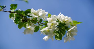 Elma ağacı çiçekleri. Bahçeler sayısız beyaz ve pembe çiçeklerle süslenir. Bu çiçekler sonsuza kadar uzanan tatlı ve taze bir koku yayar..
