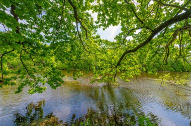 Nehir deltasında bahar fotoğrafçılığı. Avrupa kısmı. Nehrin taşkınları. Nehir ilkbaharda eriyip buz tutarken taşar..