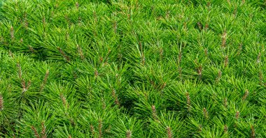 Needles. Pine needles. Texture. background. pattern.