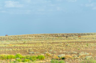 Çayır, veld, ormansız bozkır, nemli ve kurak iklim bölgesinde bitkisel hayata sahip. Çayır bitkileri kalıcı yanıklara adapte olup güçlü yeraltı yapıları geliştirirler.