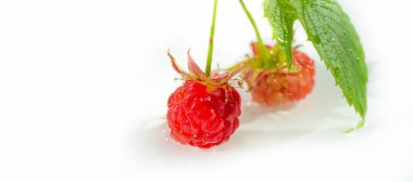 Ahududu, böğürtlene benzer, kırmızı-pembe karışımlardan oluşan yenilebilir yumuşak bir meyvedir. Ahududu veren bitki, uzun, sert, dikenli gövdeler oluşturuyor..