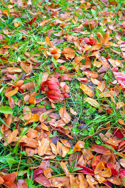 Φθινοπωρινή Φωτογραφία Φύλλα Φθινόπωρο Αυτή Την Εποχή Του Χρόνου Δέντρα — Φωτογραφία Αρχείου