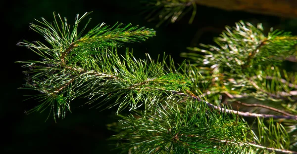 Needles. Pine needles. Texture. background. pattern.