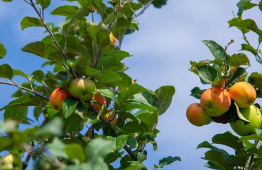 Wild apples. The apple tree was celebrated by Jews, Greeks, Romans and Scandinavians. Some thought the first couple of people were tempted by its fruits.