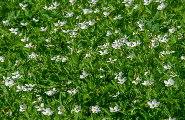 Anemonoides Nemorosa Woody Anemone Early Spring Flowering Plant Ranunculaceae Family — Zdjęcie stockowe