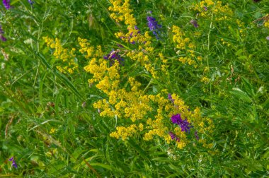 Yabani çiçek (yabani çiçek), yabani doğada yetişen, yani kasten tohum ekilmemiş veya ekilmemiş bir çiçektir..
