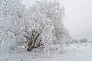Kış büyüsü: çarpıcı buz ağaçları süsler. Geceleyin, buzlu sis ağaçlara güzel bir buz tabakası bıraktı..