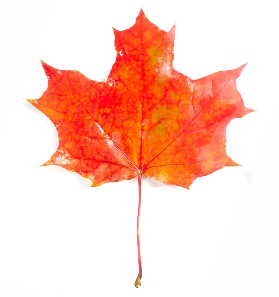 Beautiful Maple Leaves Foreground Blurred White Background Close Copy Space — Stock Photo, Image