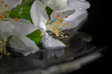 apple-tree flowers. Isolated on black background Flowering occurs in spring, simultaneously with leaf fall and on shoots and some long shoots. Spring photography