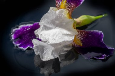 Iris, fleur-de-lis, luce çiçeği, bayrak. Çiçek B, yelpaze şeklinde kabartma yapar. Sapında ya da seyyar satıcı amcasıyla büyüyorlar. Genellikle yayılan ya da alçalan üç sepala 