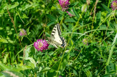 Yabani çiçek (yabani çiçek), yabani doğada yetişen, yani kasten tohum ekilmemiş veya ekilmemiş bir çiçektir..