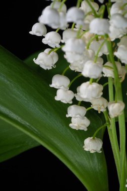 Convallaria majalis (vadideki zambak), zambak çiçeği düğünlerde kullanıldı ve çok pahalı olabilir. Uluslararası İşçi Bayramı 'nda vadi zambağı satmak Fransa' da bir gelenek haline geldi.