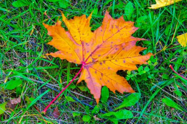 Sonbahar akçaağaç yaprağı, daha yüksek bir bitkinin düz bir yapısıdır. Direk sapına ya da gövdesine bağlı bir bıçağa benzer. Yapraklar fotosentez ve dönüşümün ana organlarıdır.