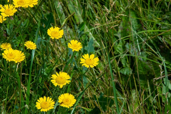 Eine Wildblume Oder Wildblume Ist Eine Blume Die Freier Wildbahn — Stockfoto