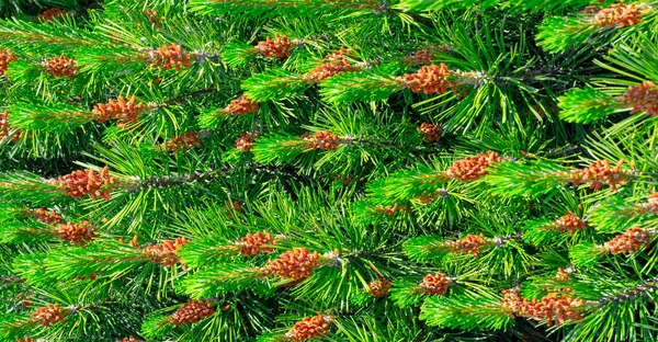 Needles Pine Needles Texture Background Pattern — стоковое фото