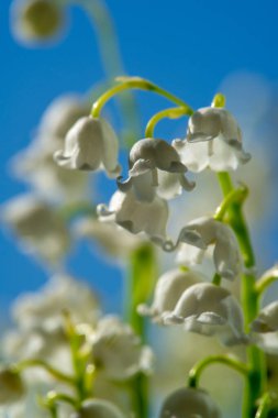 Convallaria majalis (vadideki zambak), zambak çiçeği düğünlerde kullanıldı ve çok pahalı olabilir. Uluslararası İşçi Bayramı 'nda vadi zambağı satmak Fransa' da bir gelenek haline geldi.