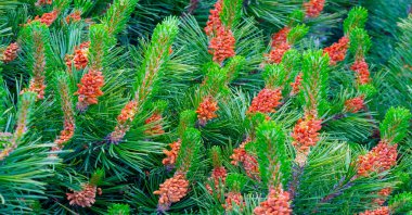 Needles. Pine needles. Texture. background. pattern.