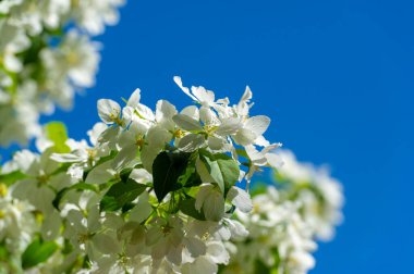 Elma çiçeği binlerce pembe ve beyaz çiçekle gerçekten sarhoş edici bir doğa görüntüsüdür. Her yıl yeniden ortaya çıkan doğanın bir gösterisi..